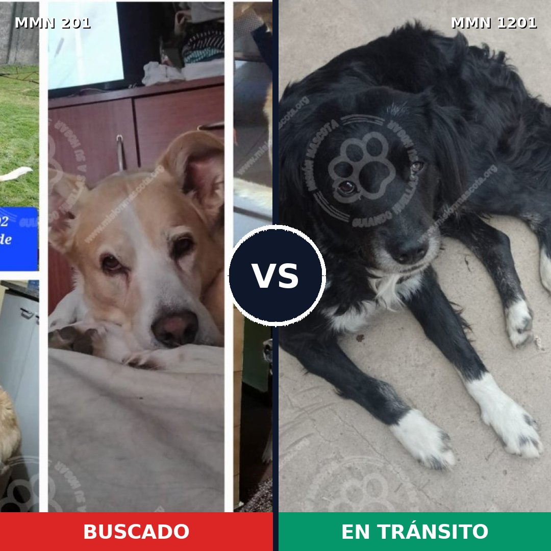 Comparativa MMS 20867: mascota perdida y mascota encontrada, 82% de similitud