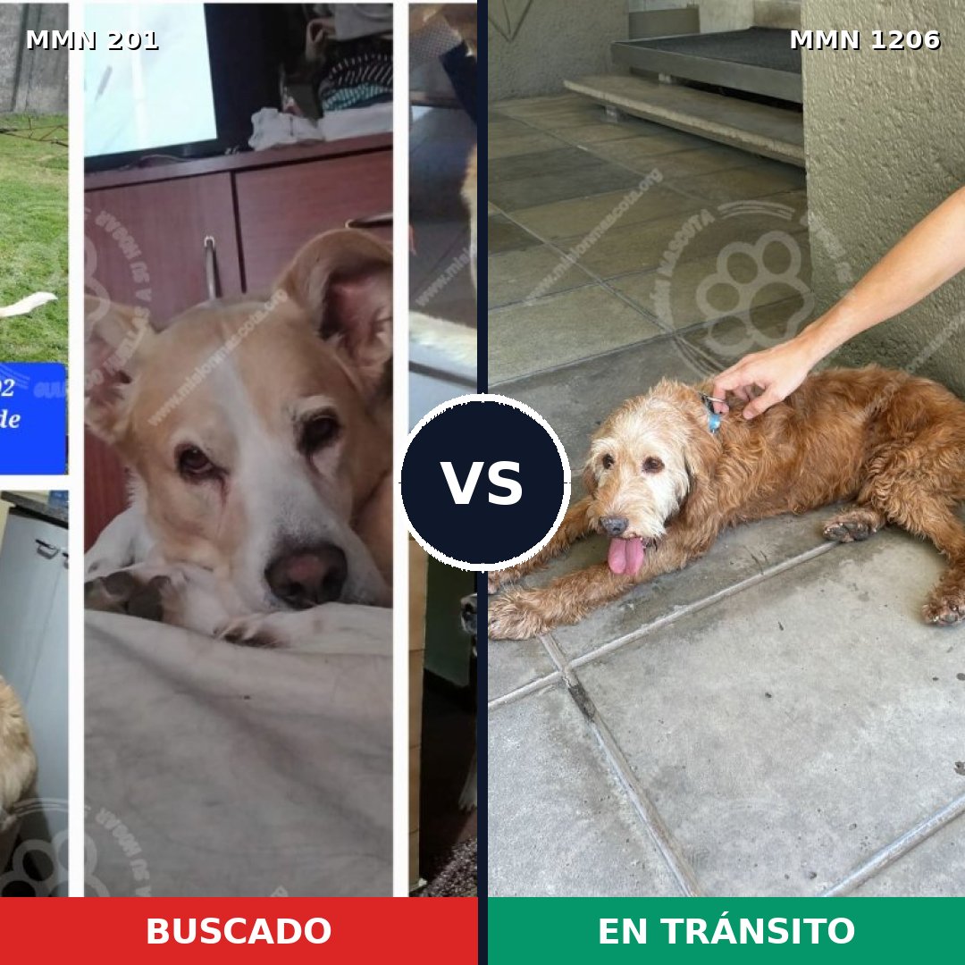 Comparativa MMS 20869: mascota perdida y mascota encontrada, 62% de similitud