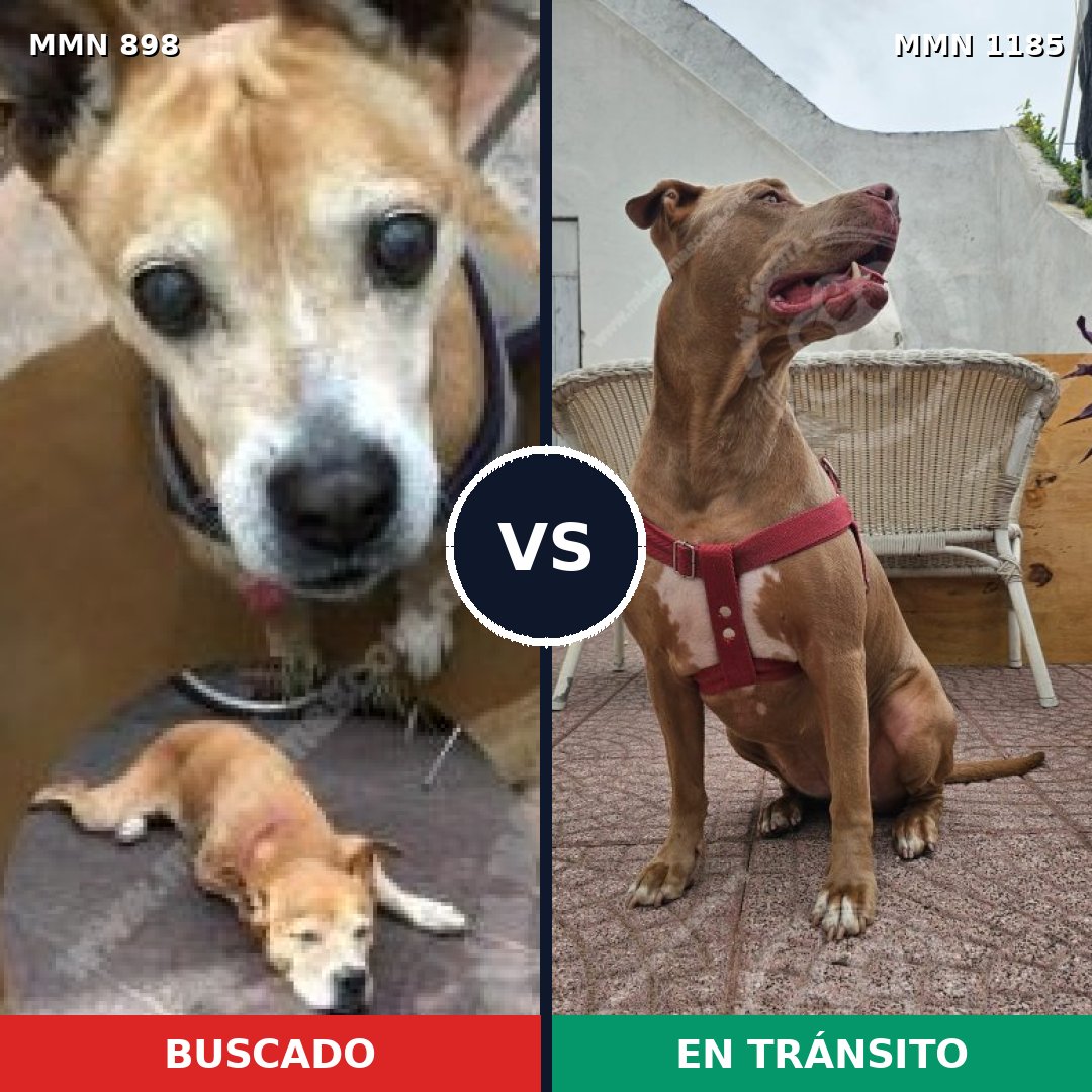 Comparativa MMS 20875: mascota perdida y mascota encontrada, 44% de similitud