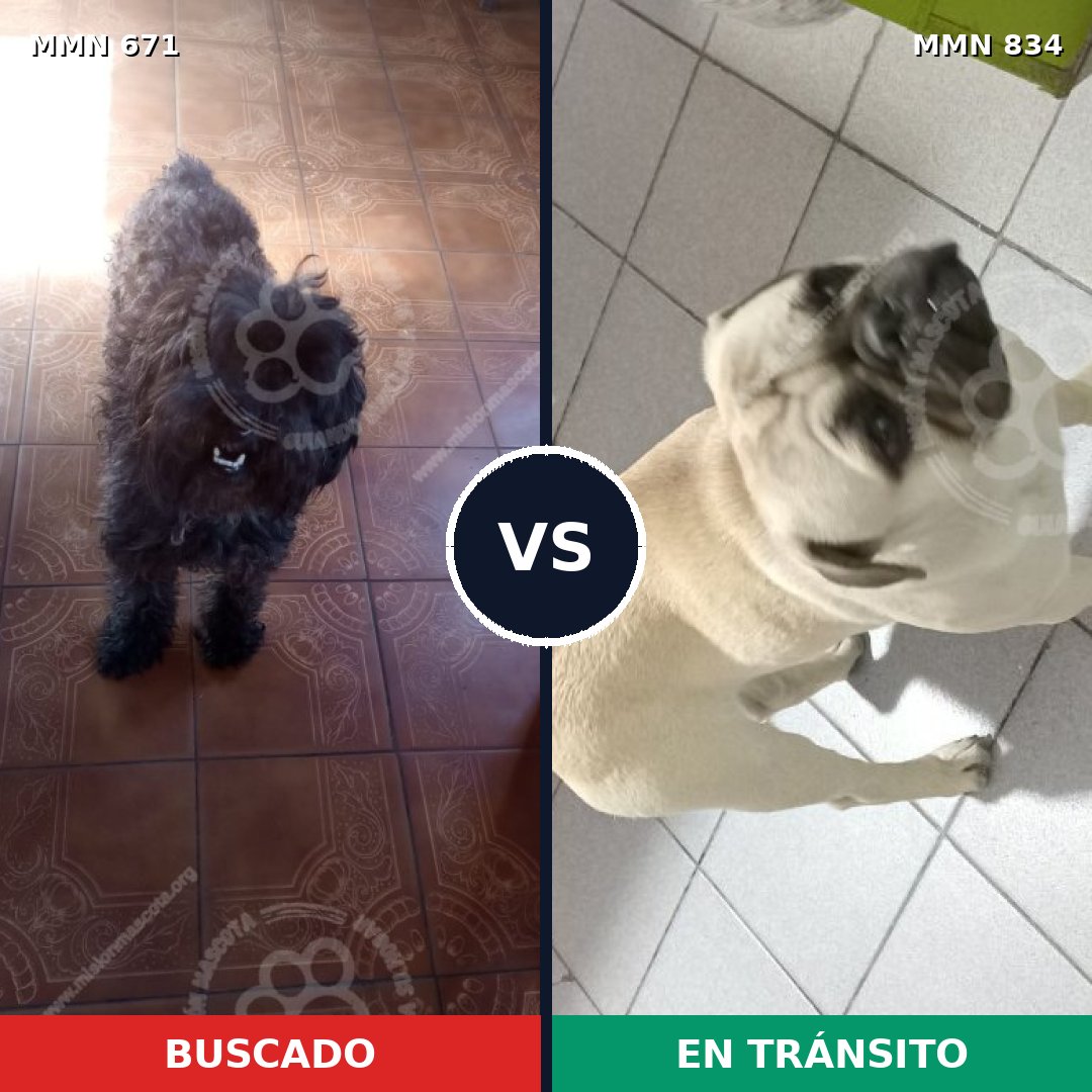 Comparativa MMS 20876: mascota perdida y mascota encontrada, 38% de similitud