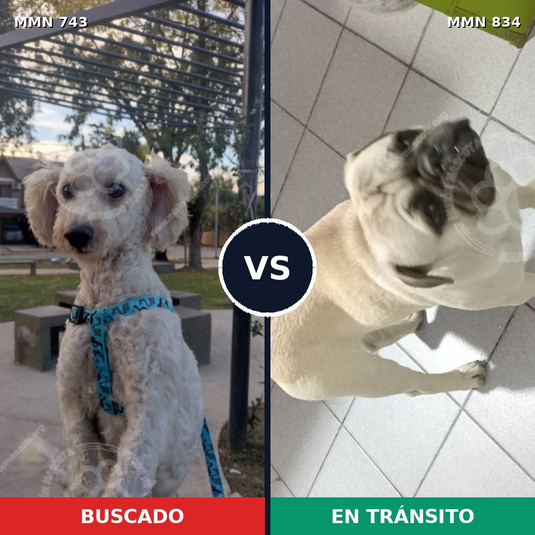 Comparativa MMS 20878: mascota perdida y mascota encontrada, 39% de similitud