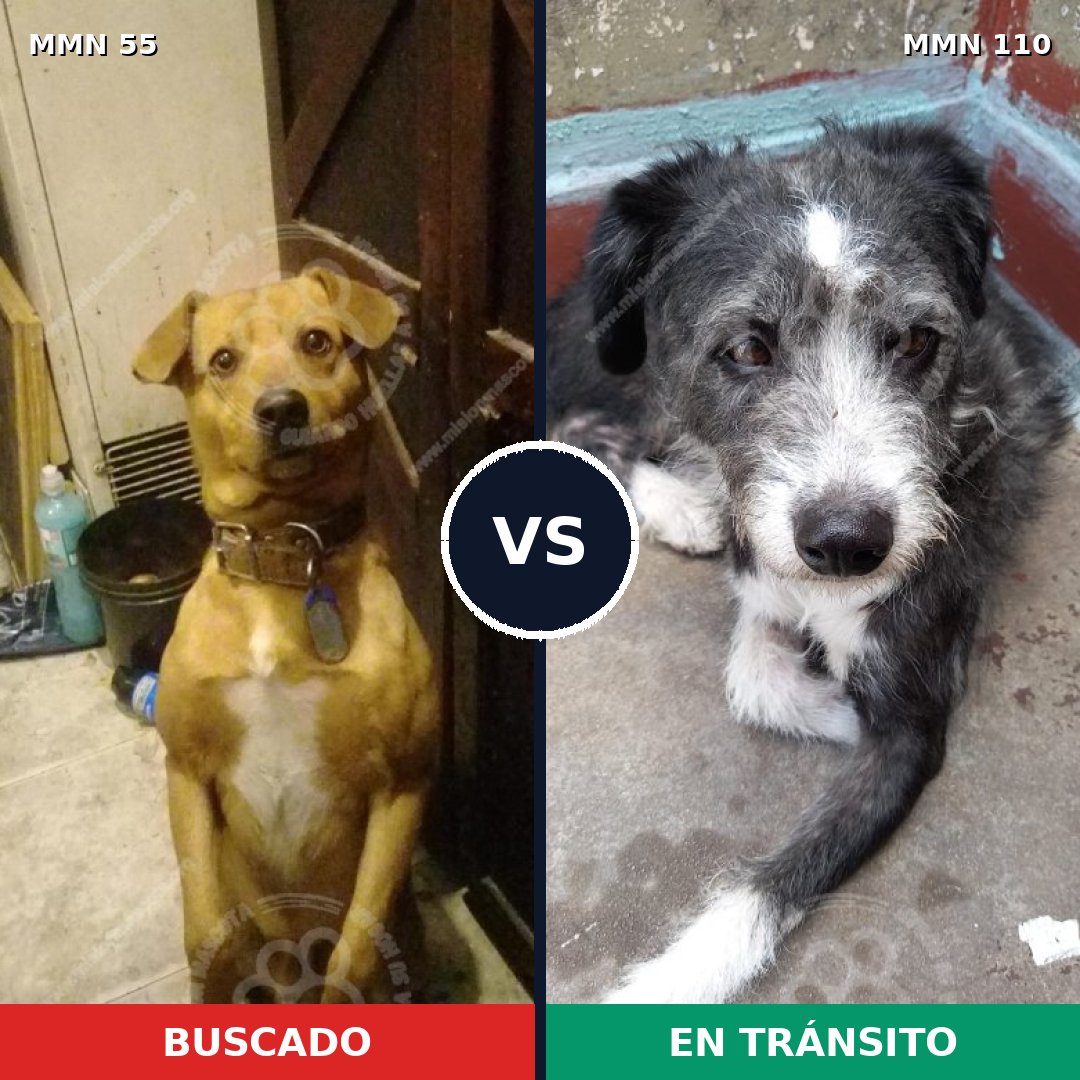 Comparativa MMS 2088: mascota perdida y mascota encontrada, 82% de similitud