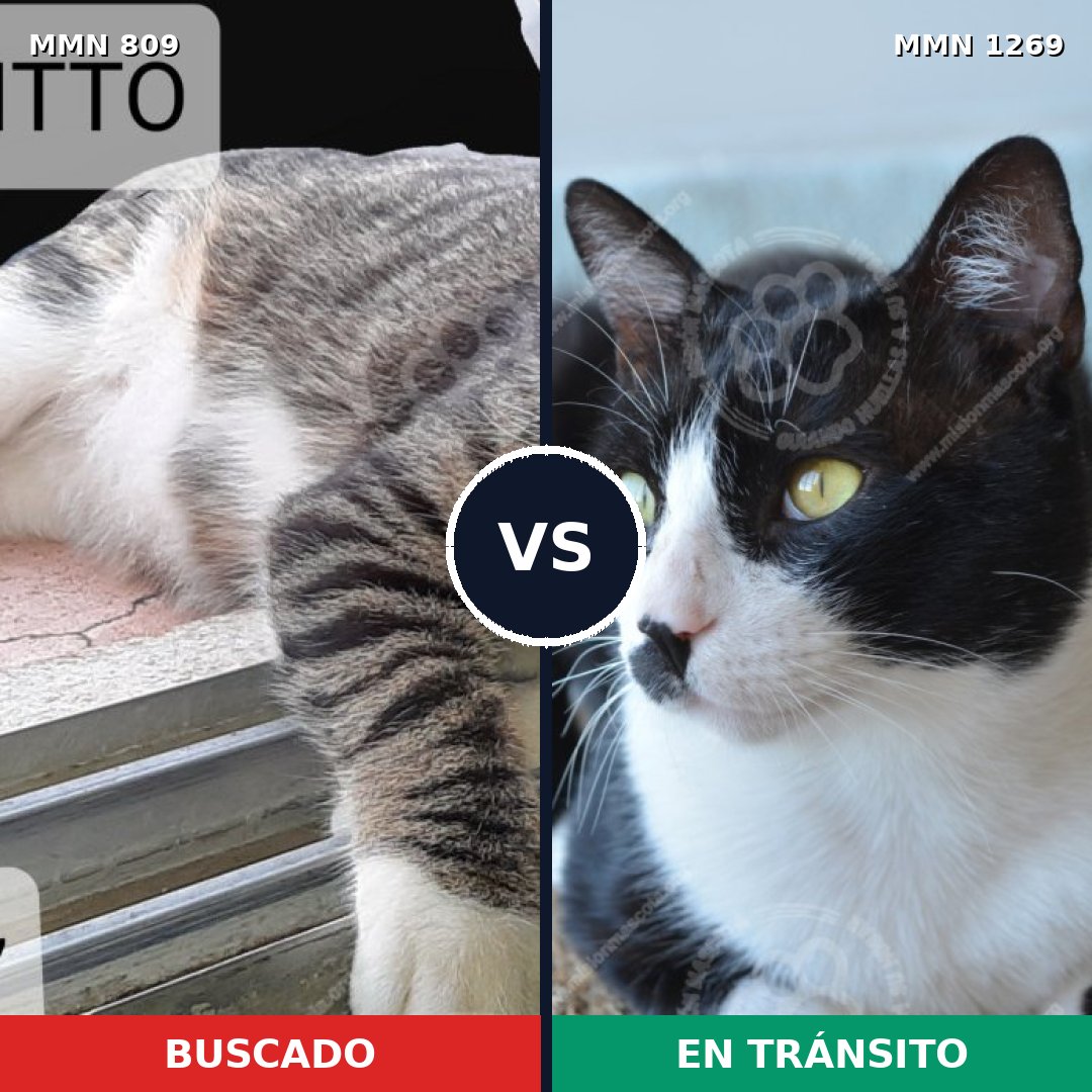 Comparativa MMS 20881: mascota perdida y mascota encontrada, 62% de similitud