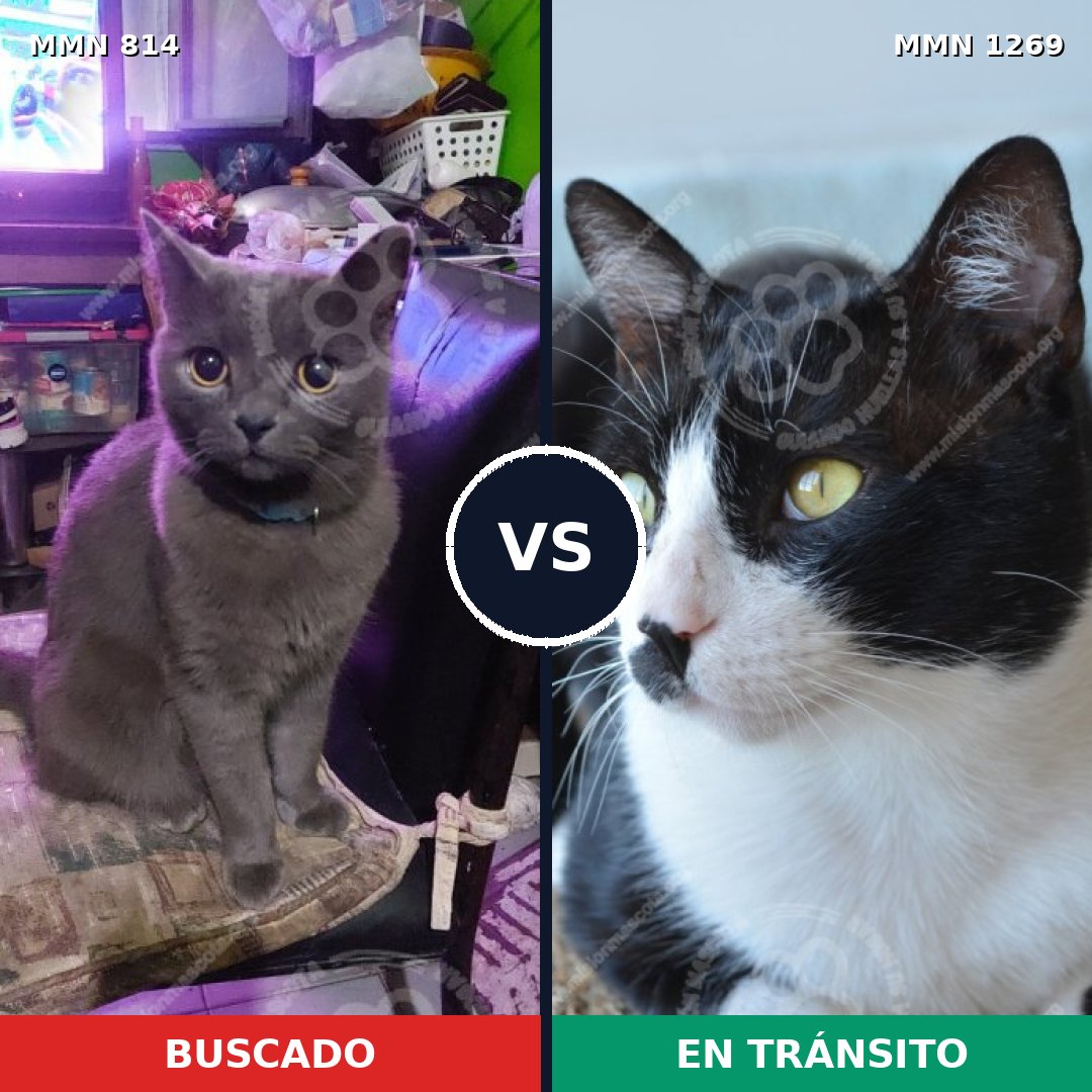 Comparativa MMS 20882: mascota perdida y mascota encontrada, 41% de similitud