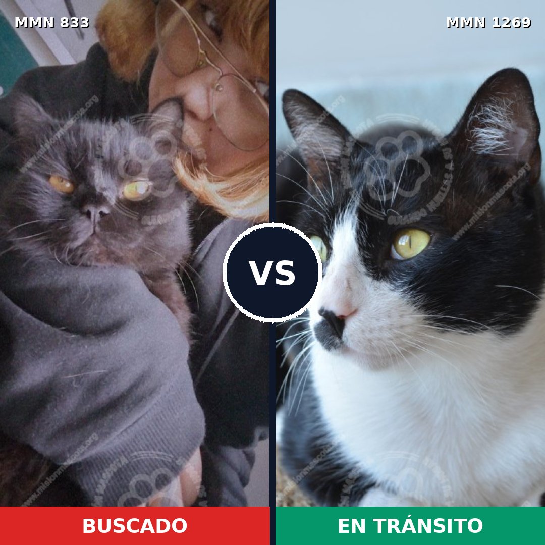 Comparativa MMS 20884: mascota perdida y mascota encontrada, 59% de similitud