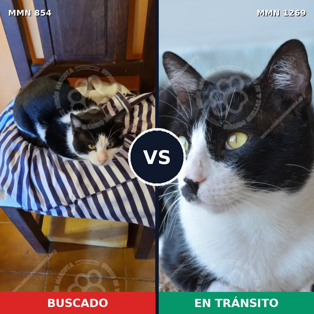 Comparativa MMS 20885: mascota perdida y mascota encontrada, 59% de similitud
