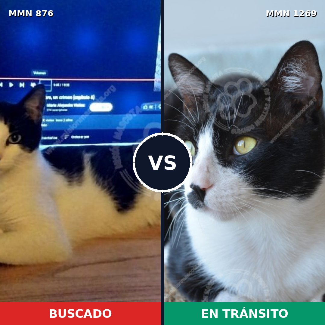 Comparativa MMS 20886: mascota perdida y mascota encontrada, 51% de similitud