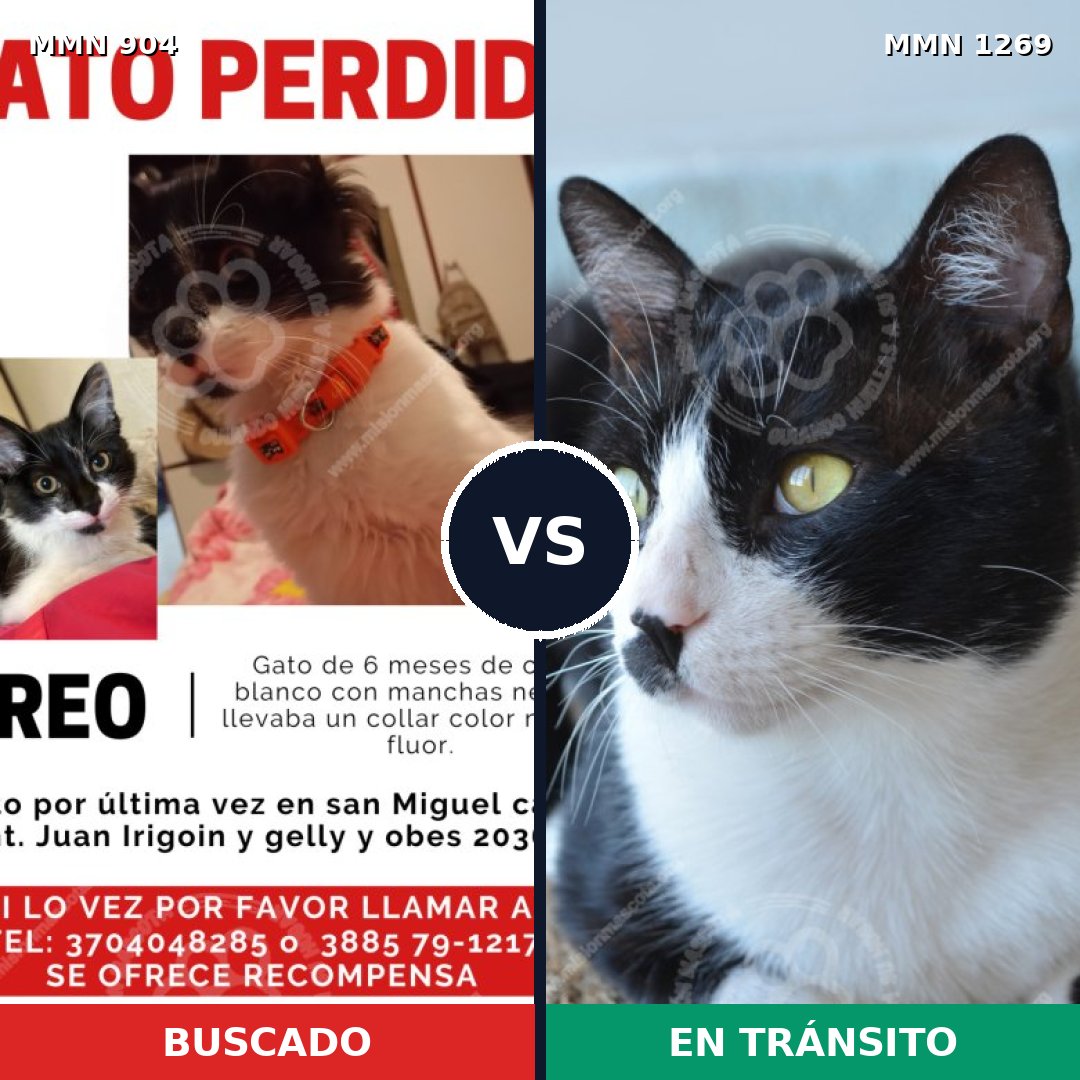 Comparativa MMS 20887: mascota perdida y mascota encontrada, 41% de similitud
