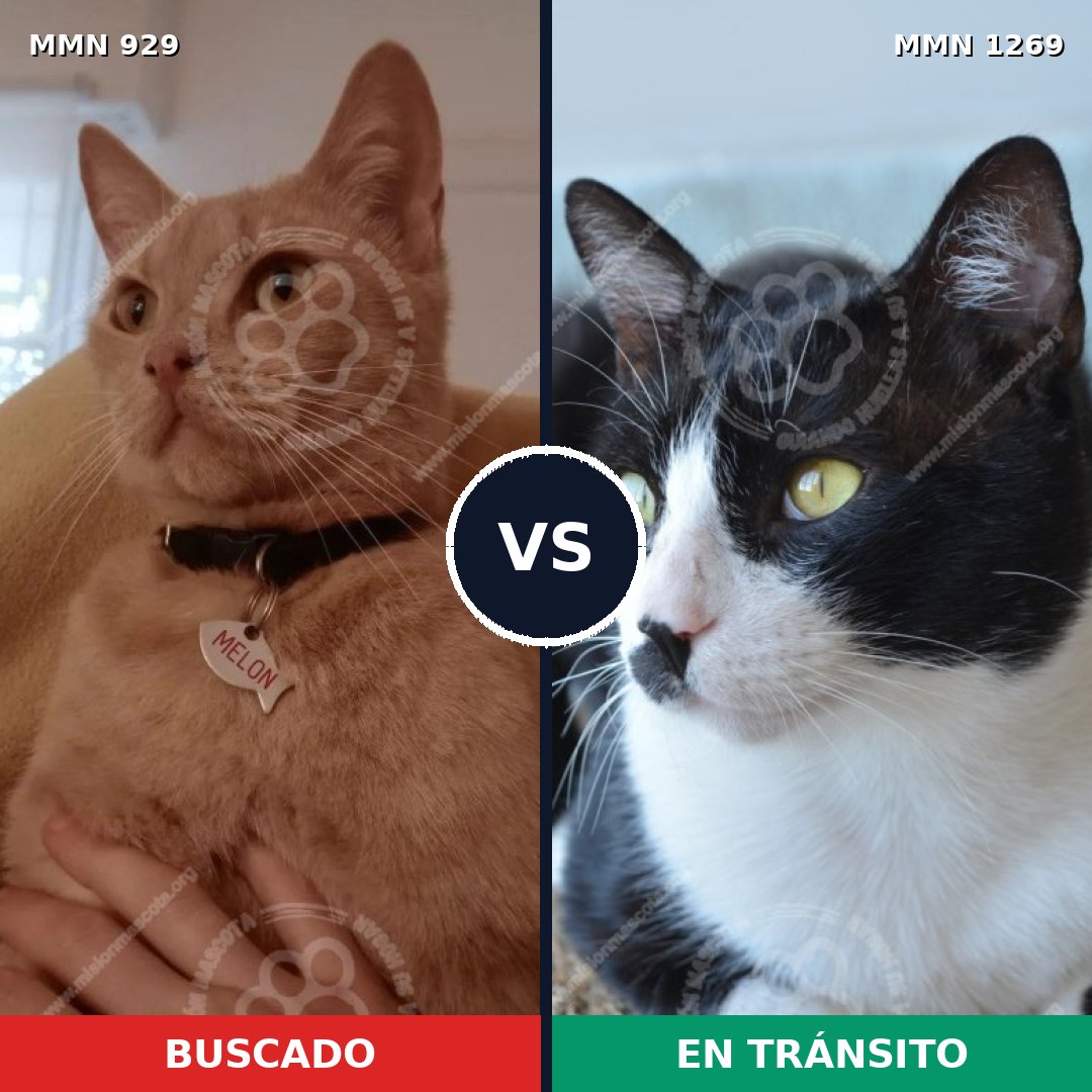 Comparativa MMS 20889: mascota perdida y mascota encontrada, 51% de similitud