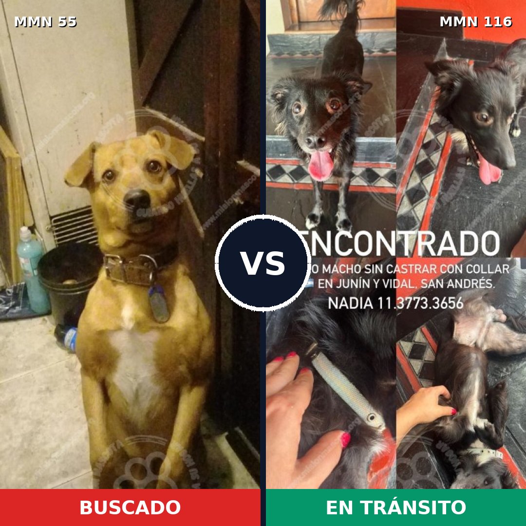Comparativa MMS 2089: mascota perdida y mascota encontrada, 81% de similitud