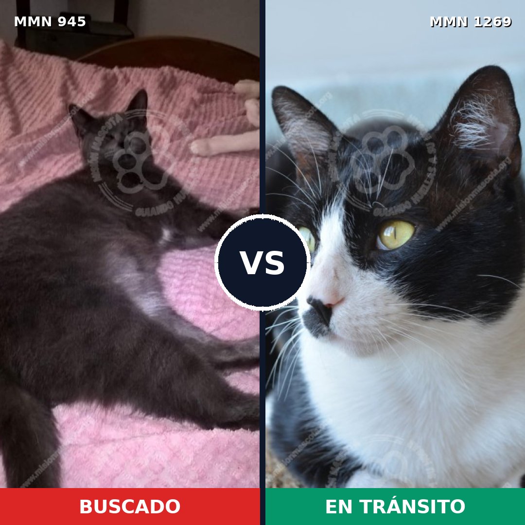 Comparativa MMS 20890: mascota perdida y mascota encontrada, 55% de similitud