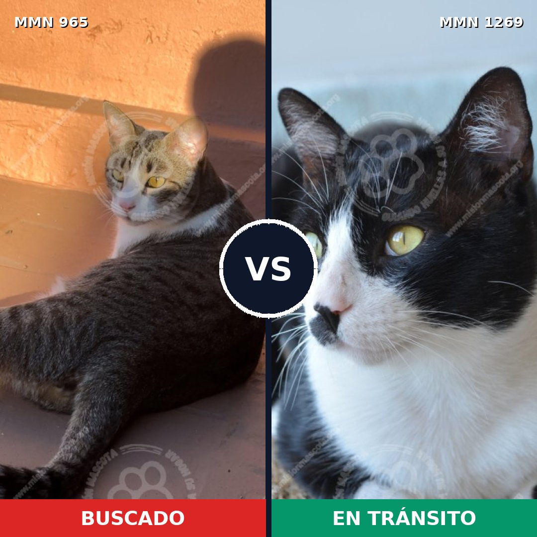 Comparativa MMS 20891: mascota perdida y mascota encontrada, 60% de similitud