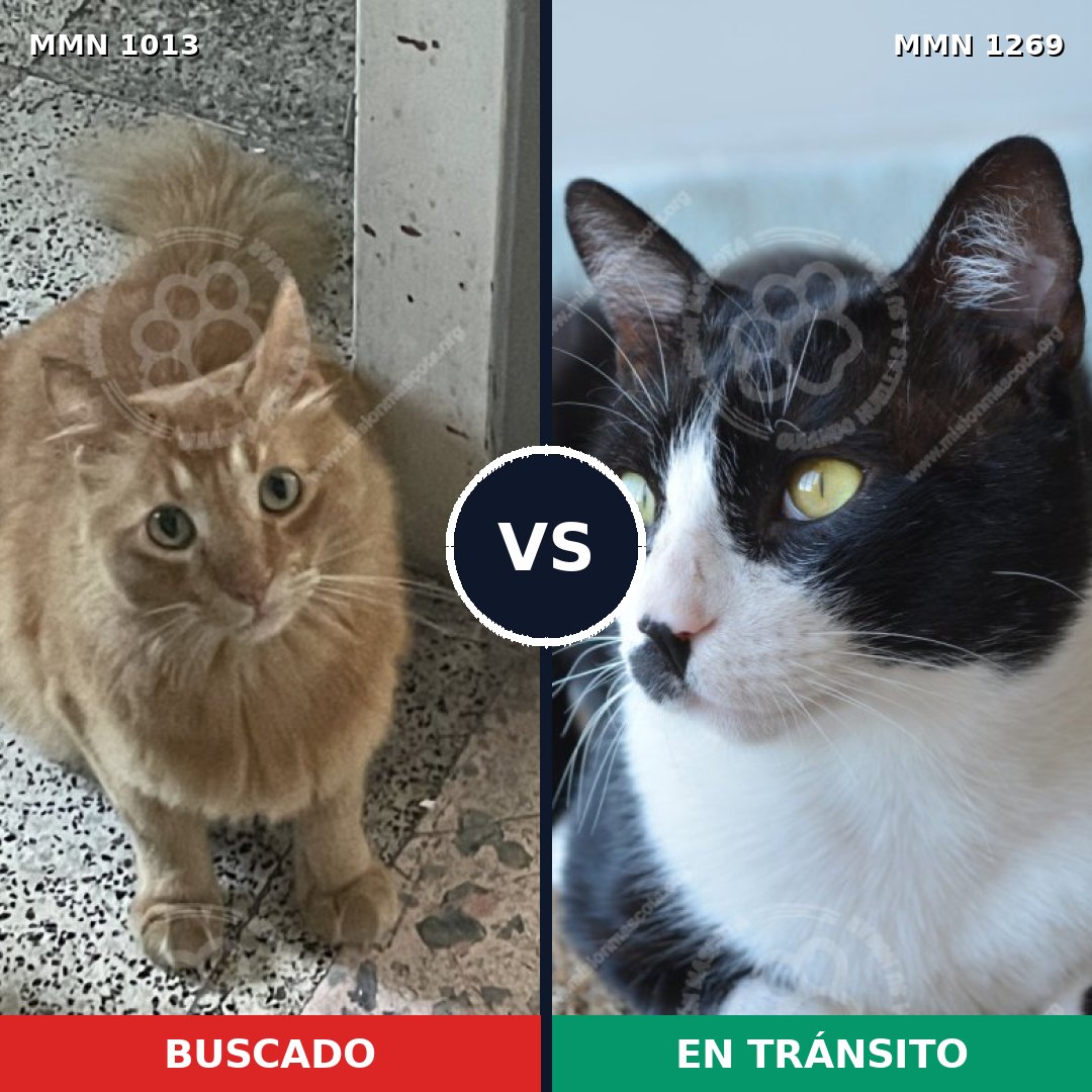 Comparativa MMS 20895: mascota perdida y mascota encontrada, 41% de similitud