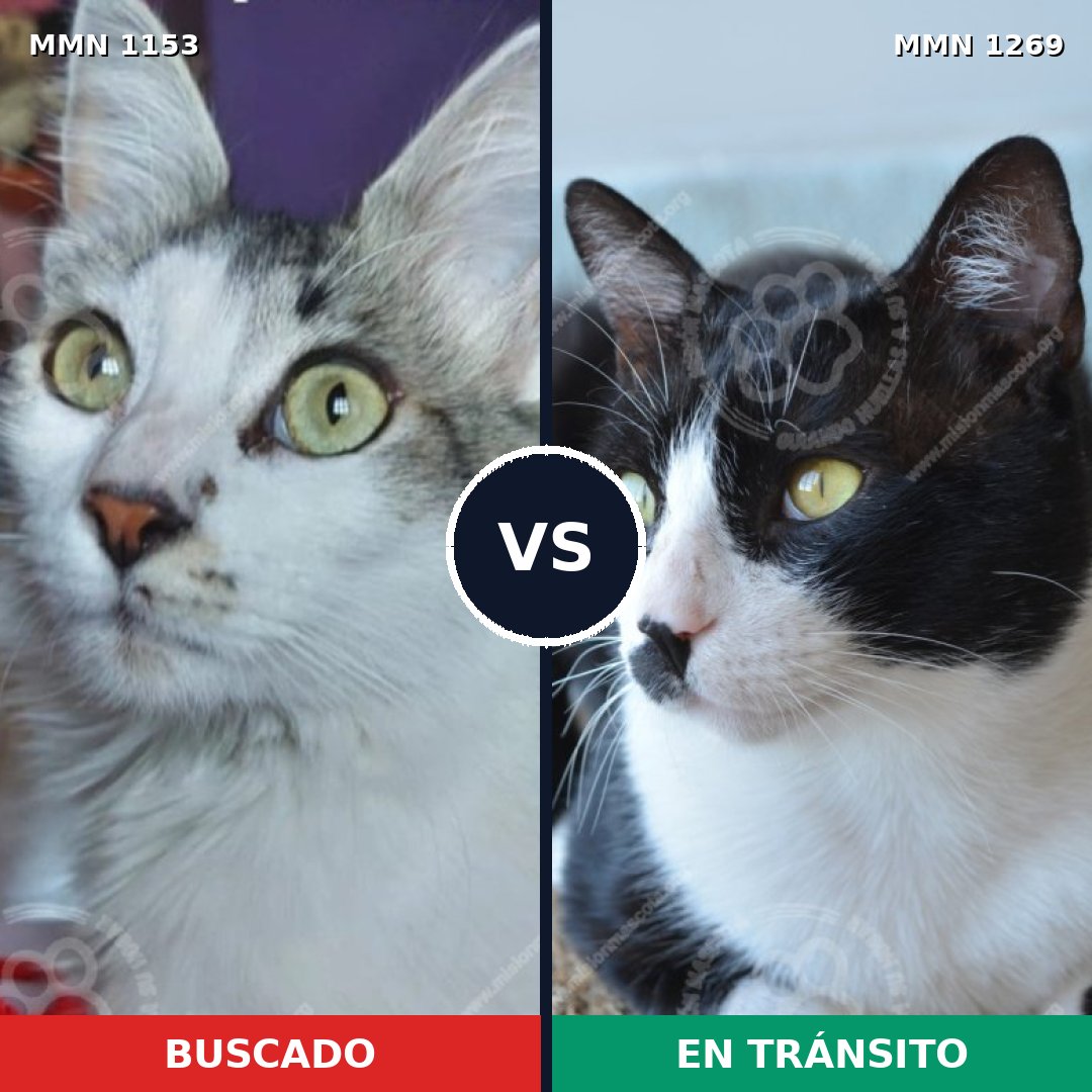 Comparativa MMS 20896: mascota perdida y mascota encontrada, 79% de similitud