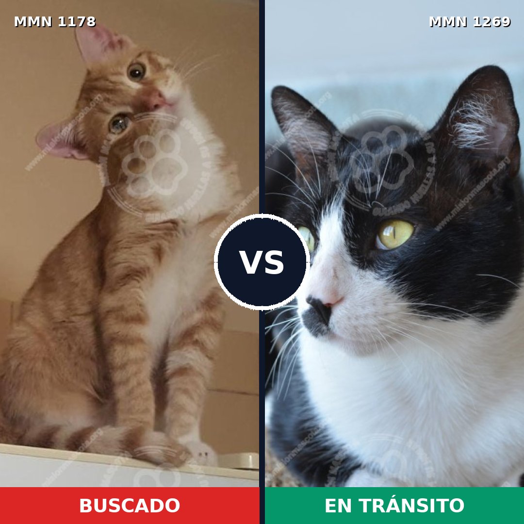 Comparativa MMS 20897: mascota perdida y mascota encontrada, 75% de similitud
