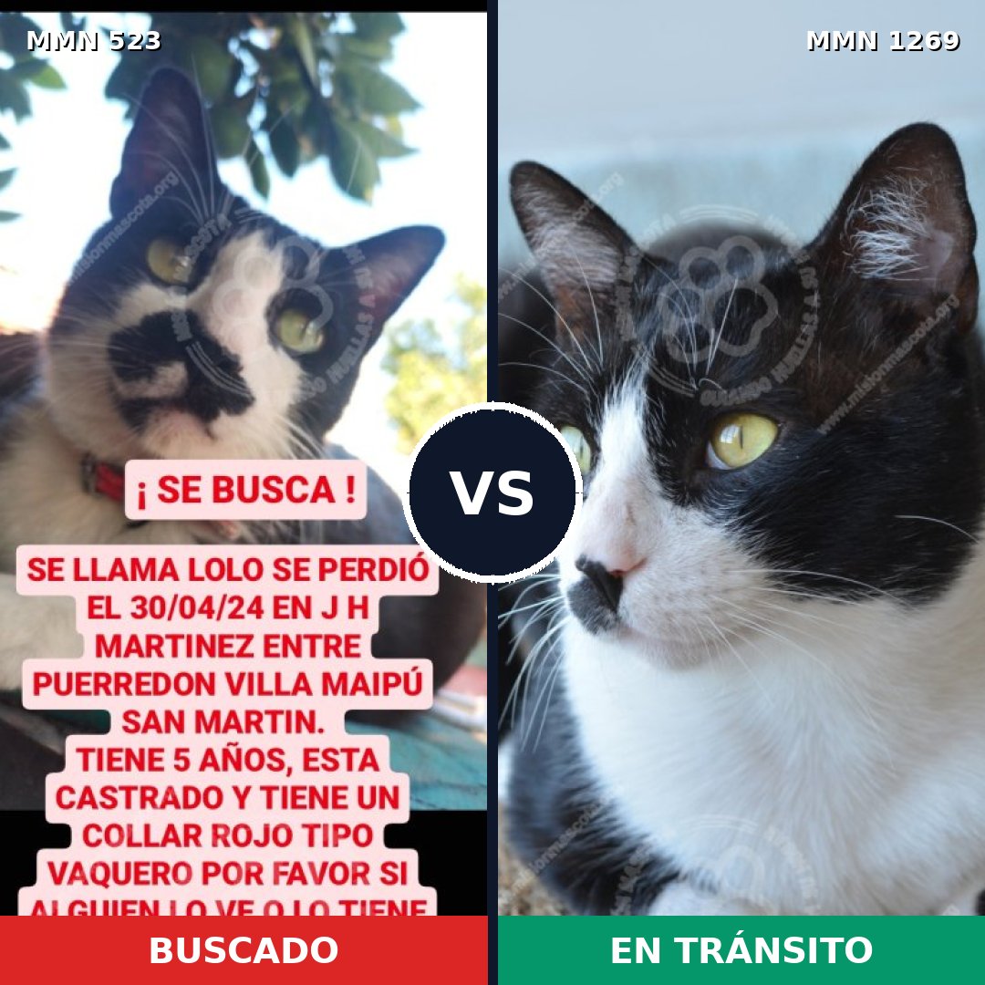 Comparativa MMS 20899: mascota perdida y mascota encontrada, 50% de similitud