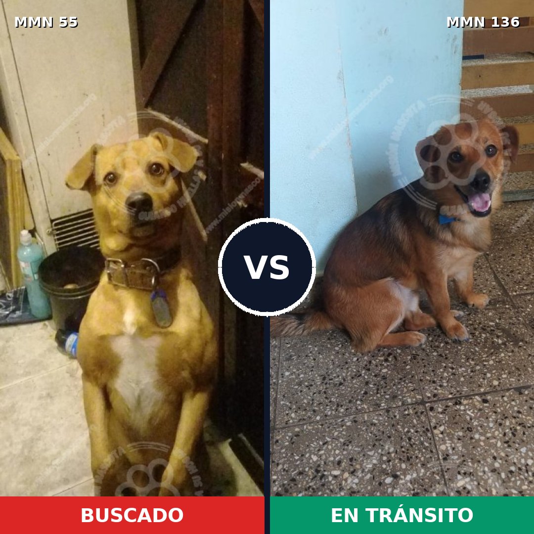 Comparativa MMS 2090: mascota perdida y mascota encontrada, 71% de similitud