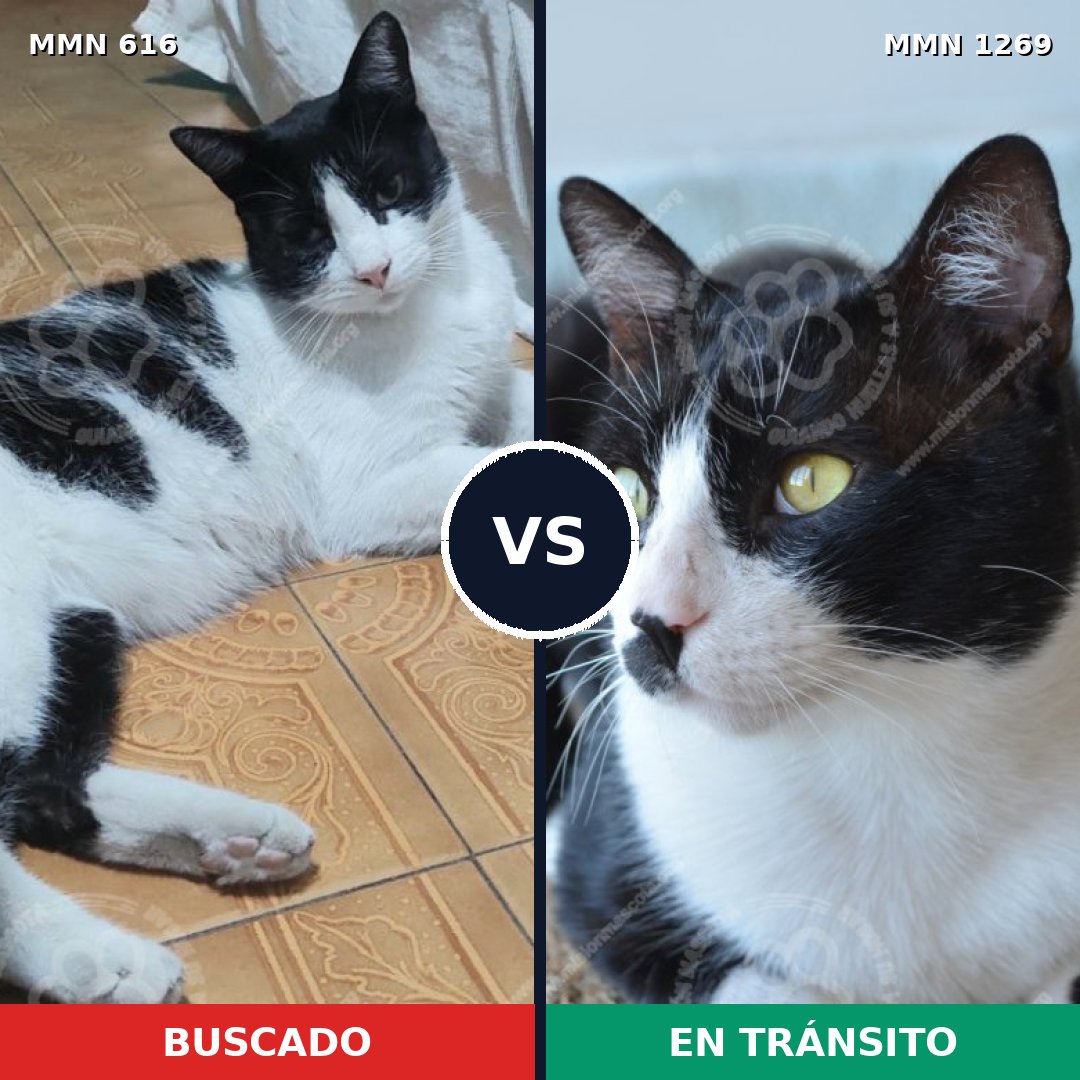 Comparativa MMS 20901: mascota perdida y mascota encontrada, 50% de similitud