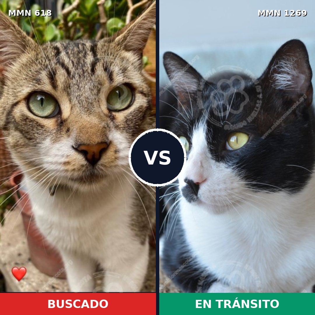 Comparativa MMS 20902: mascota perdida y mascota encontrada, 34% de similitud