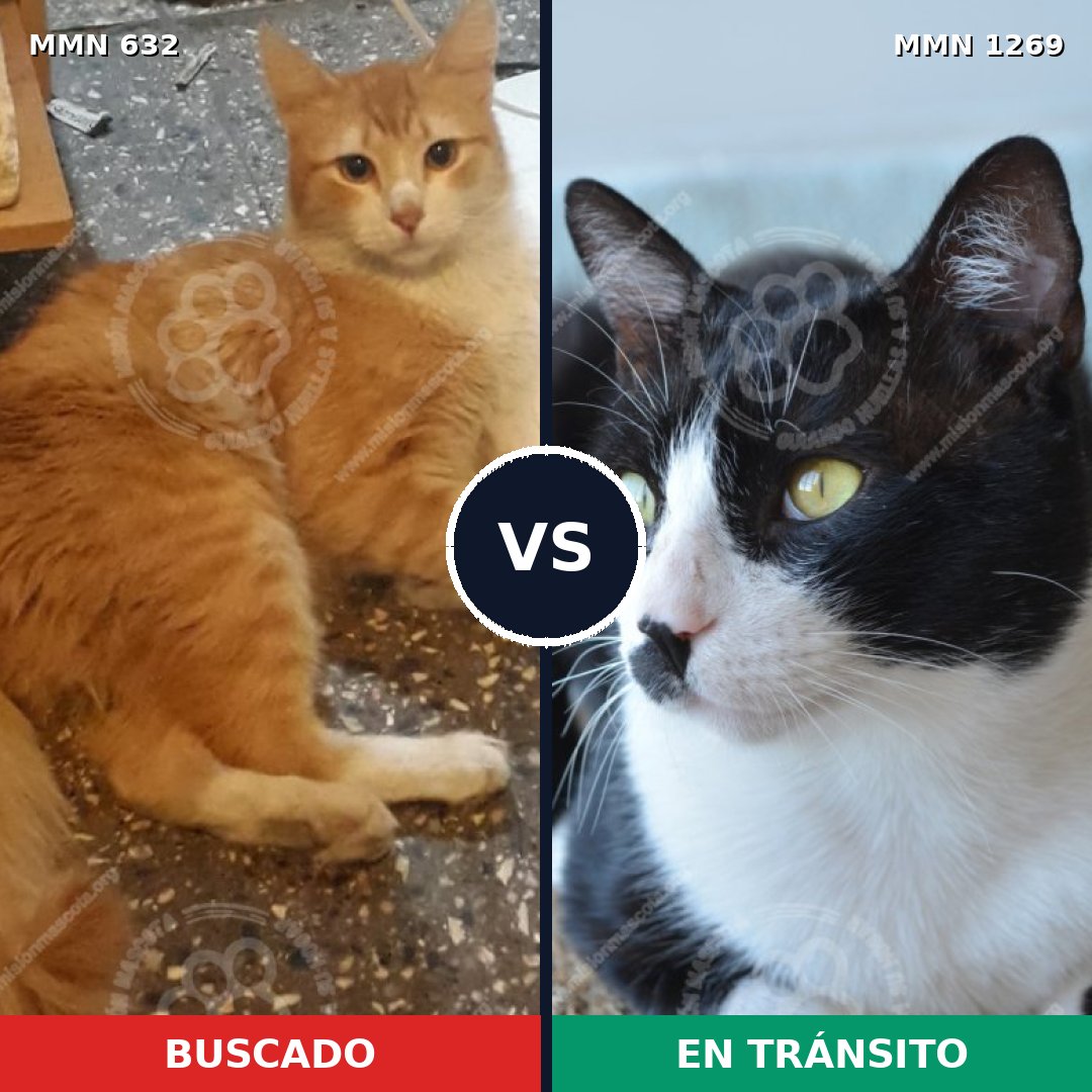 Comparativa MMS 20903: mascota perdida y mascota encontrada, 48% de similitud