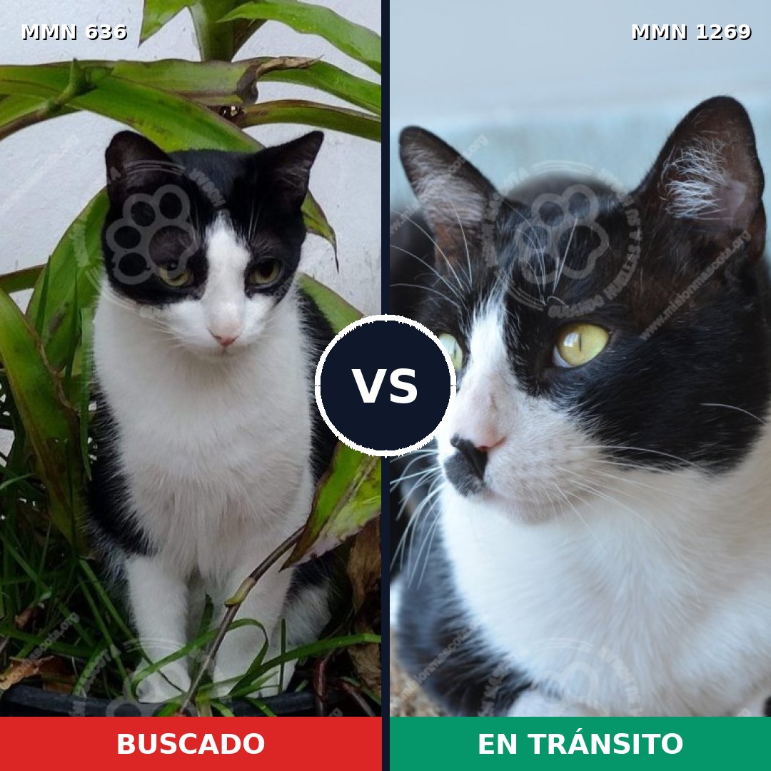 Comparativa MMS 20904: mascota perdida y mascota encontrada, 58% de similitud