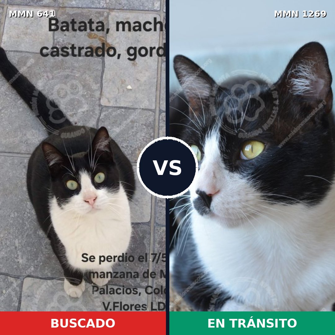 Comparativa MMS 20905: mascota perdida y mascota encontrada, 60% de similitud