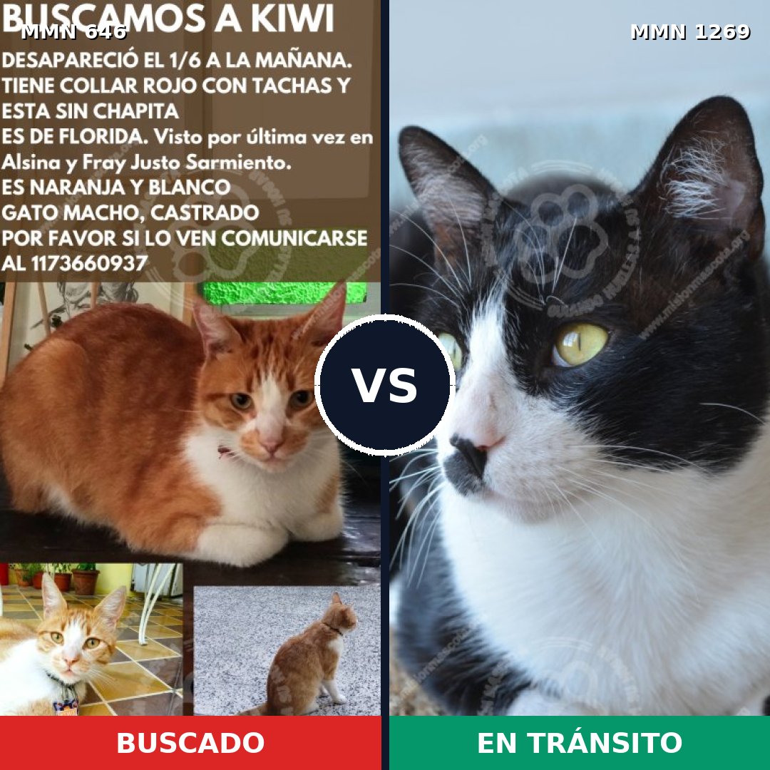 Comparativa MMS 20907: mascota perdida y mascota encontrada, 48% de similitud