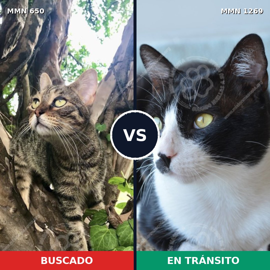 Comparativa MMS 20908: mascota perdida y mascota encontrada, 34% de similitud