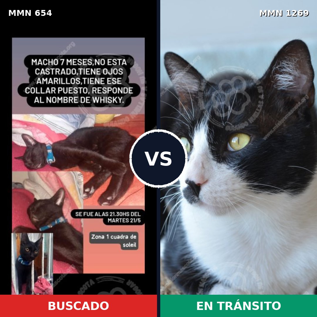 Comparativa MMS 20909: mascota perdida y mascota encontrada, 50% de similitud