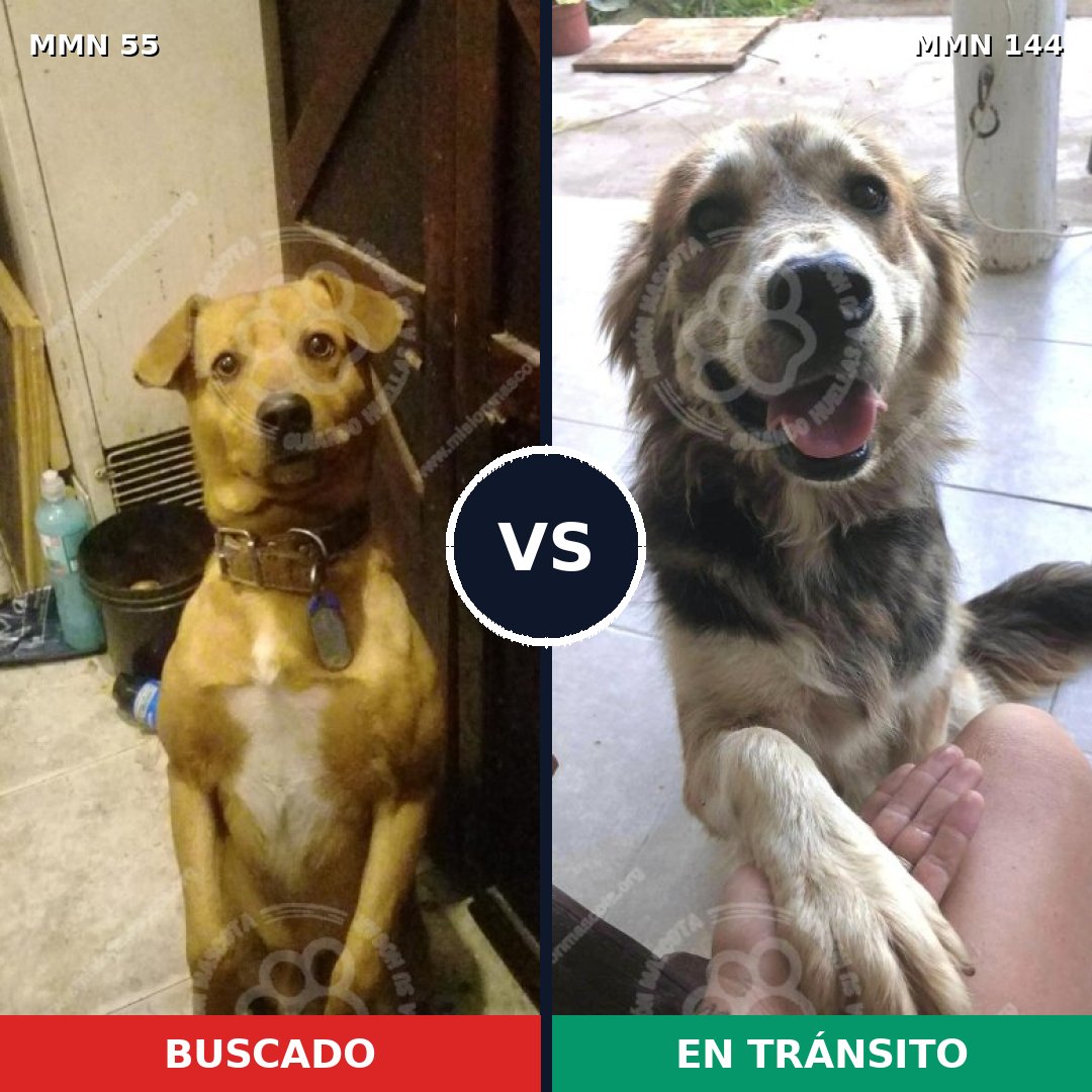 Comparativa MMS 2091: mascota perdida y mascota encontrada, 72% de similitud