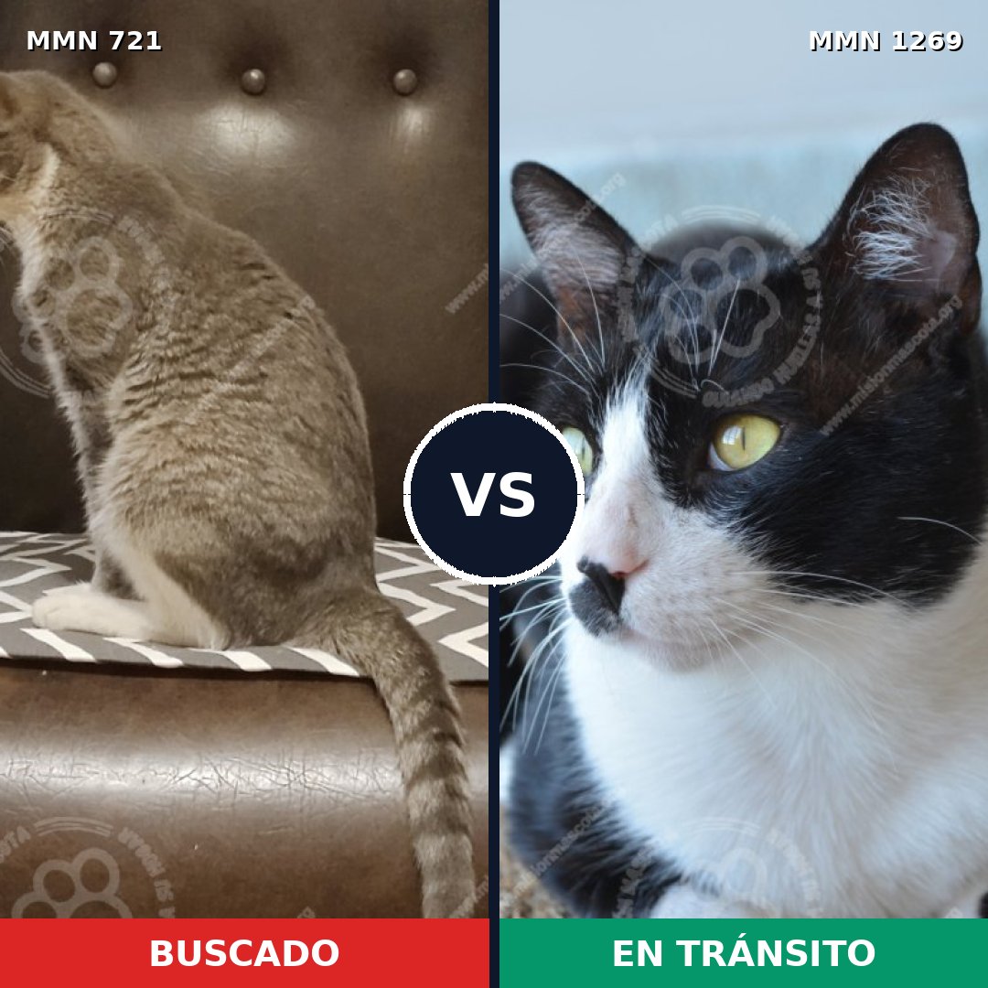 Comparativa MMS 20910: mascota perdida y mascota encontrada, 49% de similitud