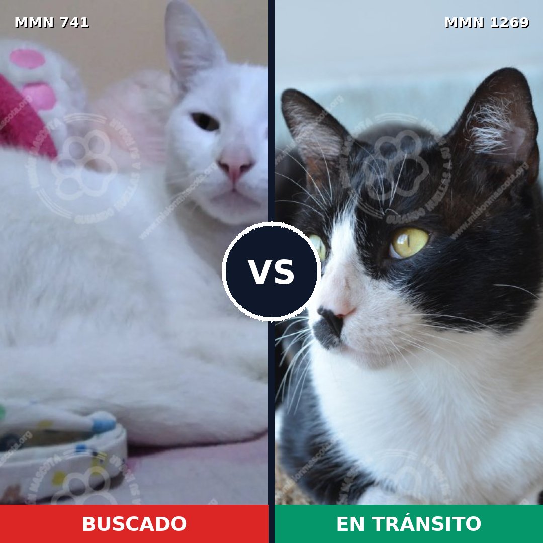 Comparativa MMS 20912: mascota perdida y mascota encontrada, 47% de similitud