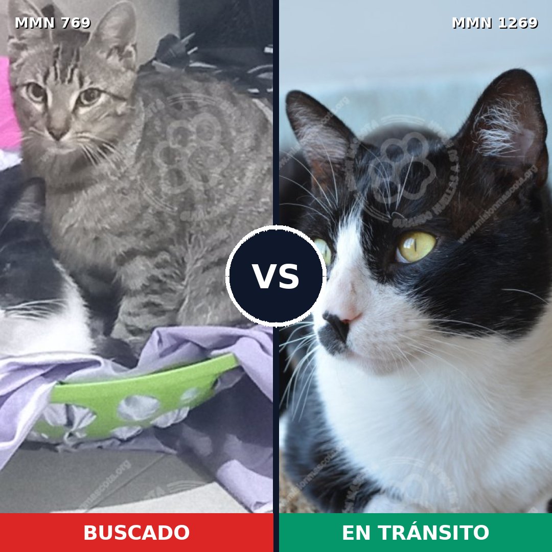 Comparativa MMS 20913: mascota perdida y mascota encontrada, 46% de similitud