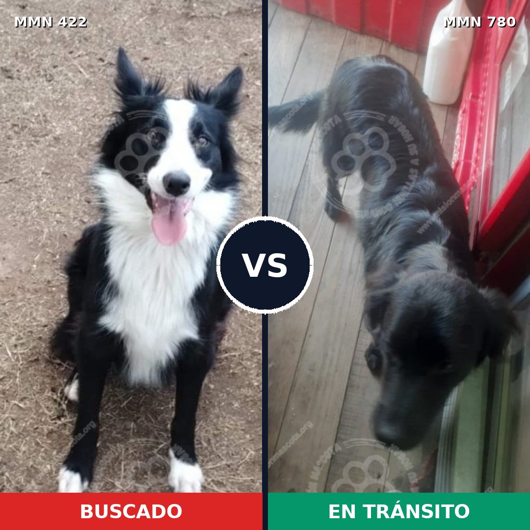 Comparativa MMS 20914: mascota perdida y mascota encontrada, 46% de similitud