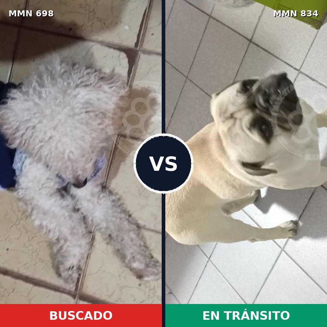 Comparativa MMS 20915: mascota perdida y mascota encontrada, 49% de similitud