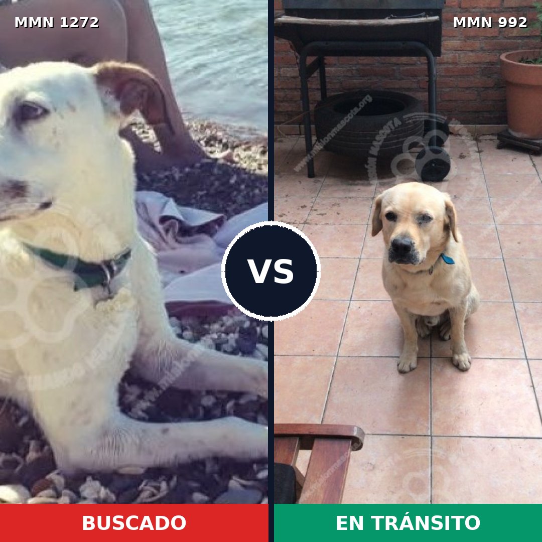 Comparativa MMS 20917: mascota perdida y mascota encontrada, 49% de similitud