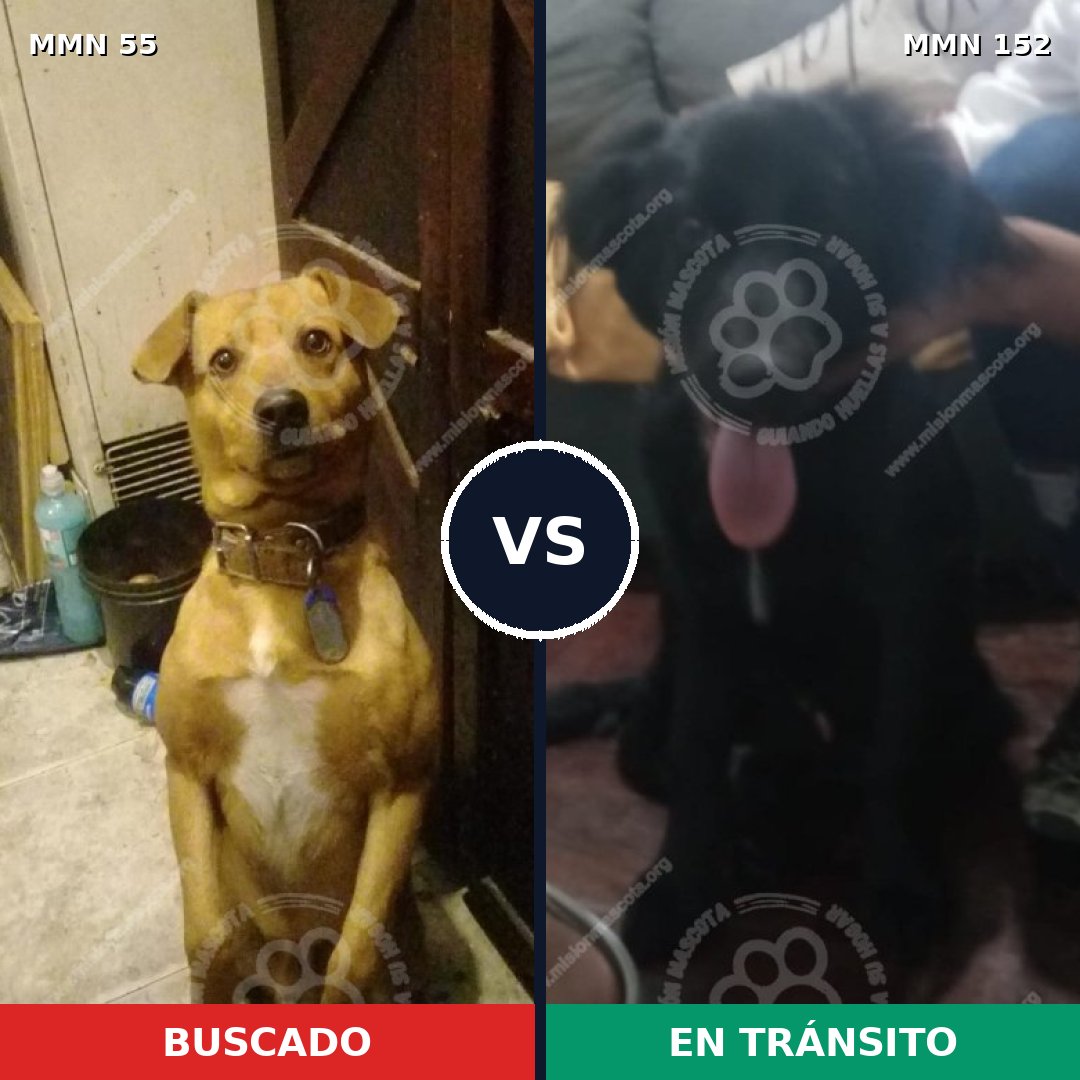 Comparativa MMS 2092: mascota perdida y mascota encontrada, 71% de similitud