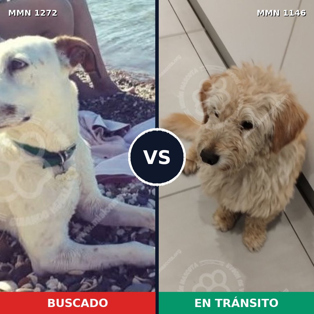 Comparativa MMS 20922: mascota perdida y mascota encontrada, 62% de similitud