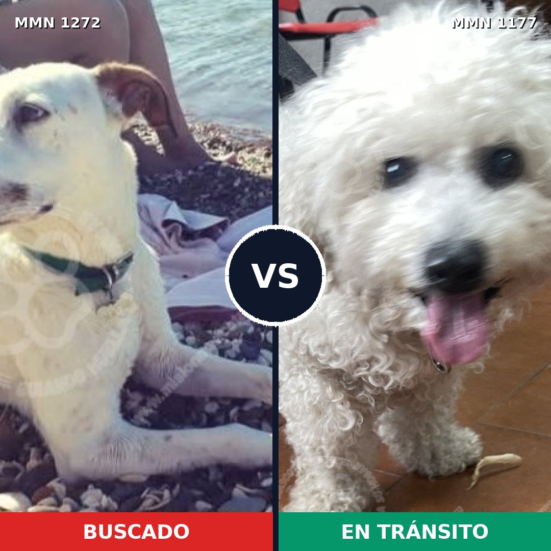 Comparativa MMS 20924: mascota perdida y mascota encontrada, 25% de similitud