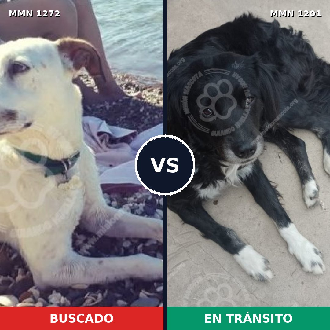 Comparativa MMS 20926: mascota perdida y mascota encontrada, 60% de similitud