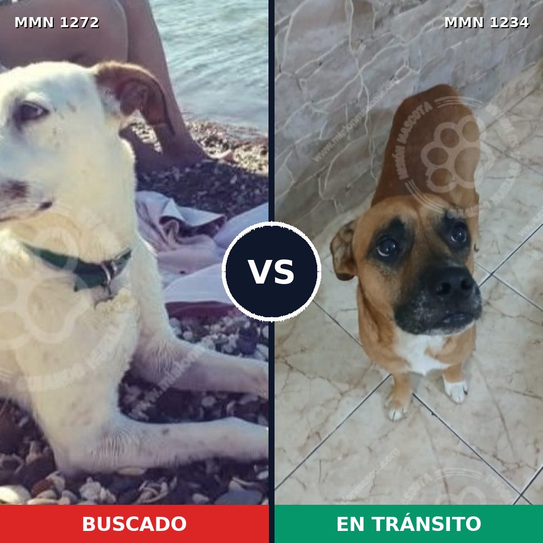 Comparativa MMS 20930: mascota perdida y mascota encontrada, 60% de similitud
