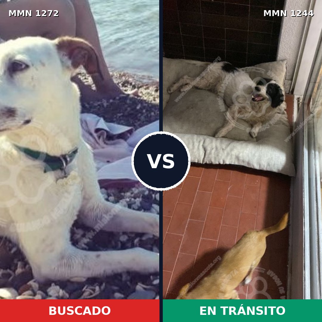 Comparativa MMS 20932: mascota perdida y mascota encontrada, 76% de similitud