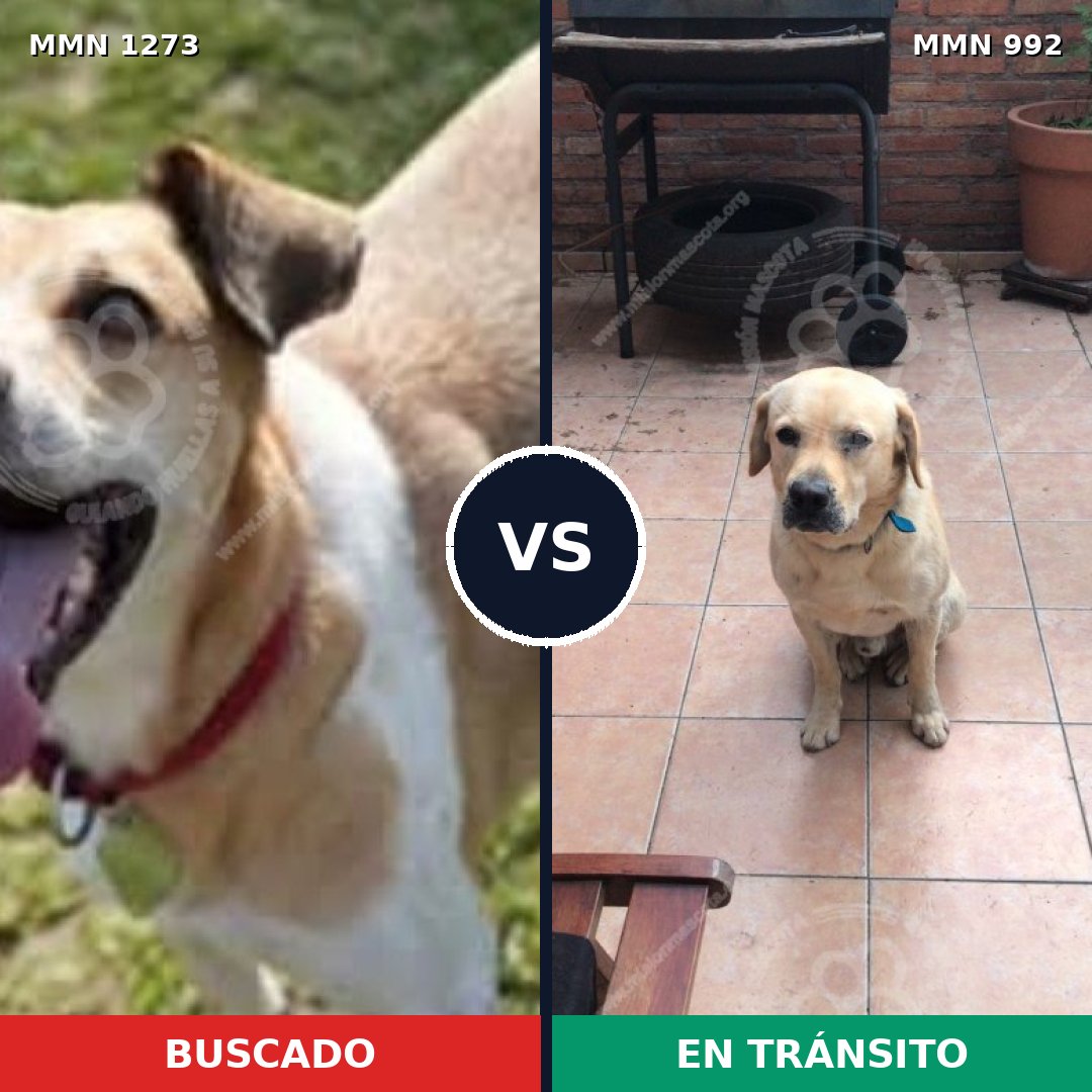 Comparativa MMS 20934: mascota perdida y mascota encontrada, 51% de similitud