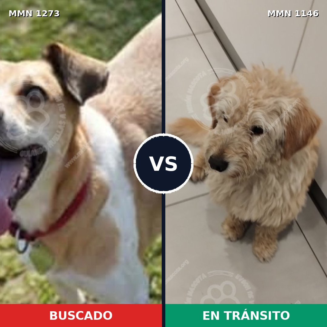 Comparativa MMS 20939: mascota perdida y mascota encontrada, 67% de similitud