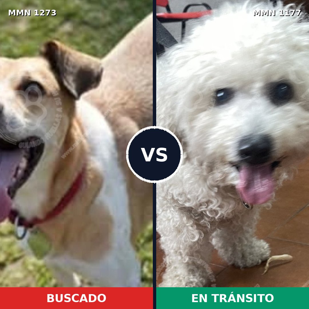 Comparativa MMS 20941: mascota perdida y mascota encontrada, 20% de similitud