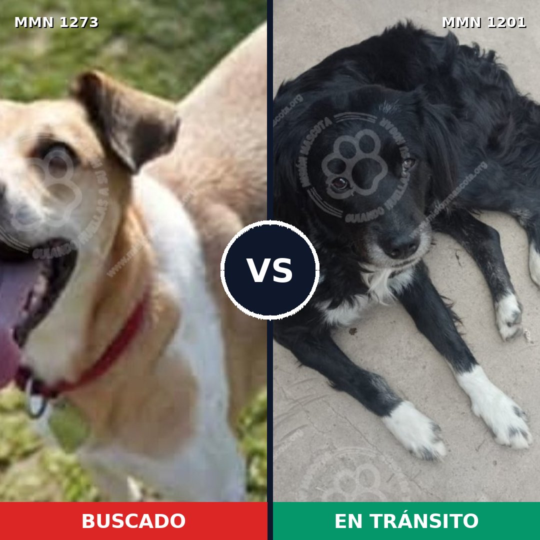 Comparativa MMS 20943: mascota perdida y mascota encontrada, 56% de similitud