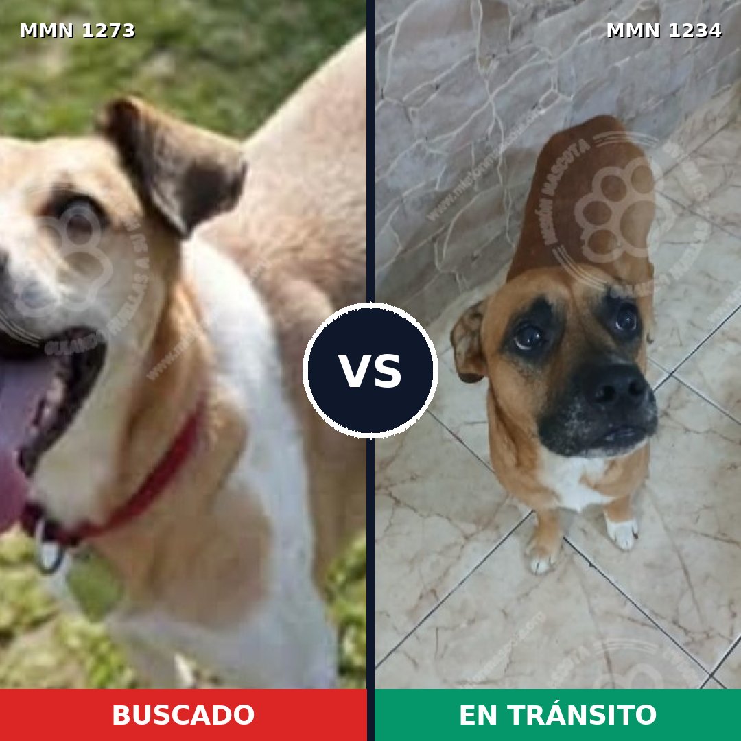 Comparativa MMS 20947: mascota perdida y mascota encontrada, 58% de similitud