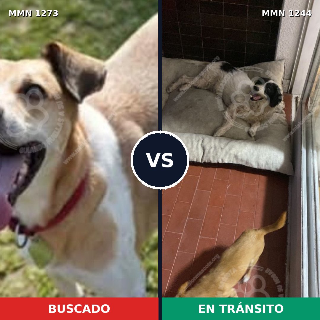 Comparativa MMS 20949: mascota perdida y mascota encontrada, 73% de similitud