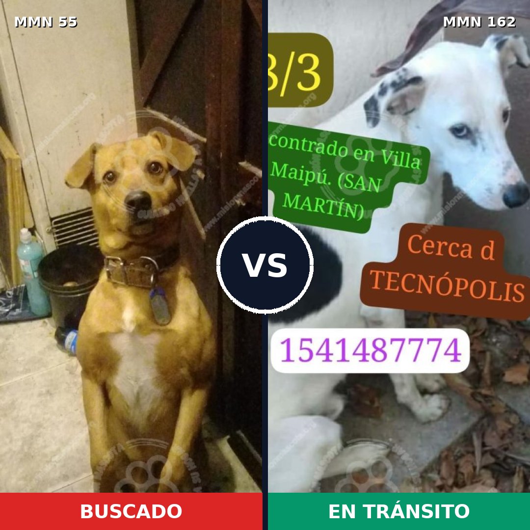 Comparativa MMS 2095: mascota perdida y mascota encontrada, 79% de similitud