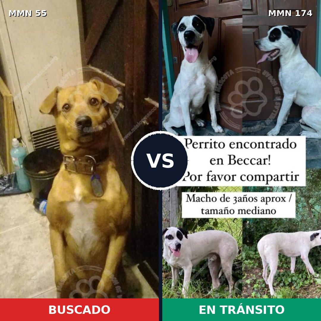 Comparativa MMS 2096: mascota perdida y mascota encontrada, 79% de similitud